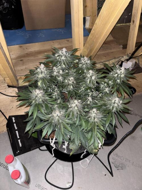 Banana Purple Punch RF3. Week 10
