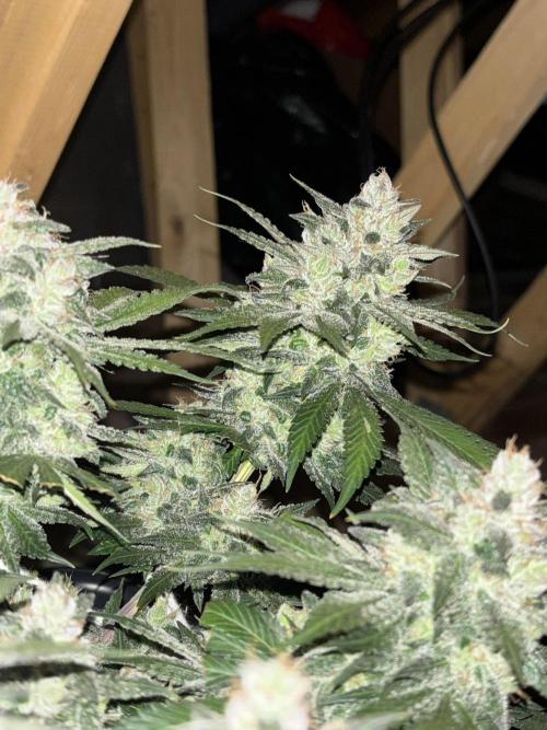 Banana Purple Punch RF3. Week 10