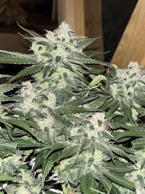 Banana Purple Punch RF3. Week 10