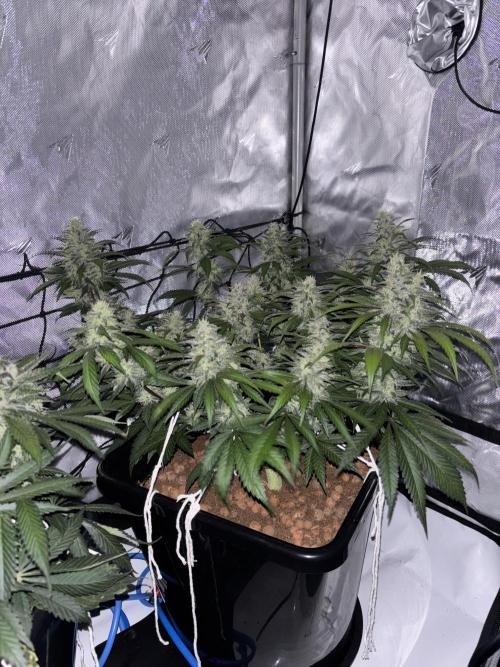 Banana Purple Punch Auto RF3. Week 10