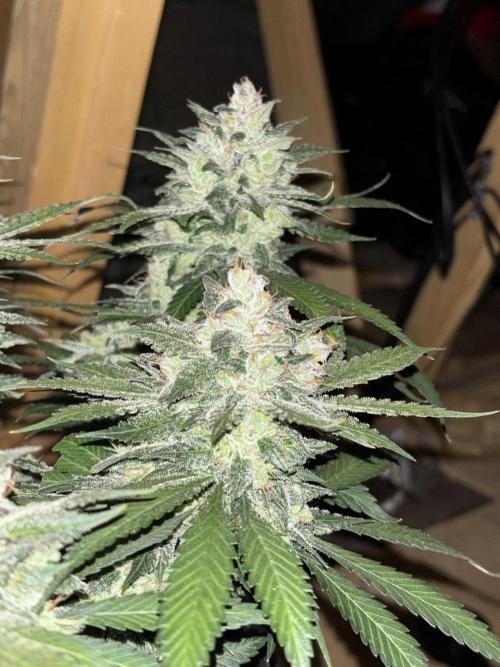 Banana Purple Punch RF3. Week 10