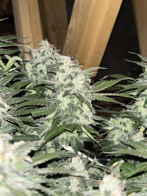 Banana Purple Punch Auto RF3. Week 10