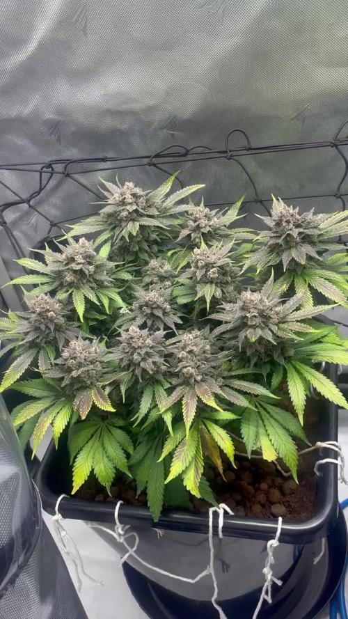 Banana Purple Punch RF3