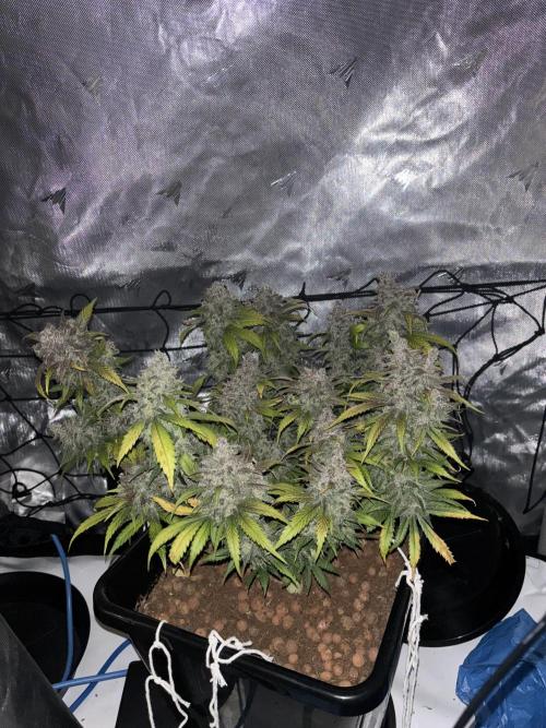 Banana Purple Punch RF3. Week 12