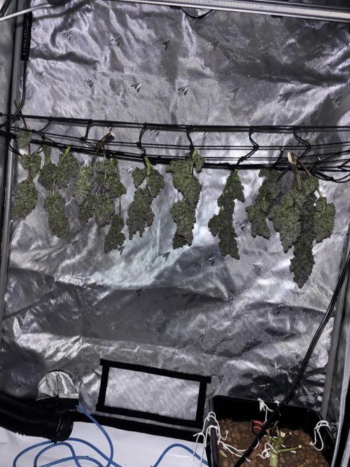 Banana Purple Punch RF3. Week 12