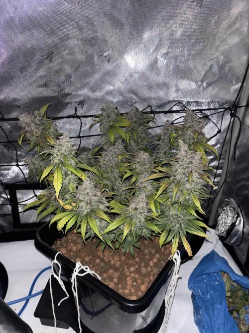 Banana Purple Punch RF3. Week 12