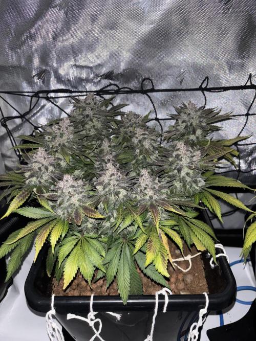 Banana Purple Punch RF3. Week 12