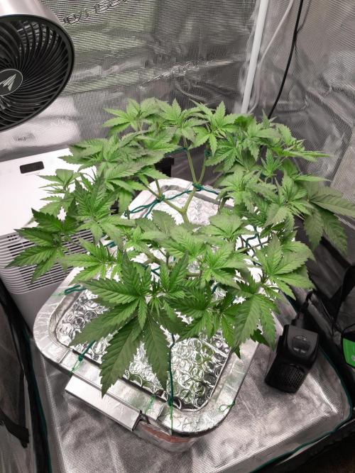 First DWC. Week 7