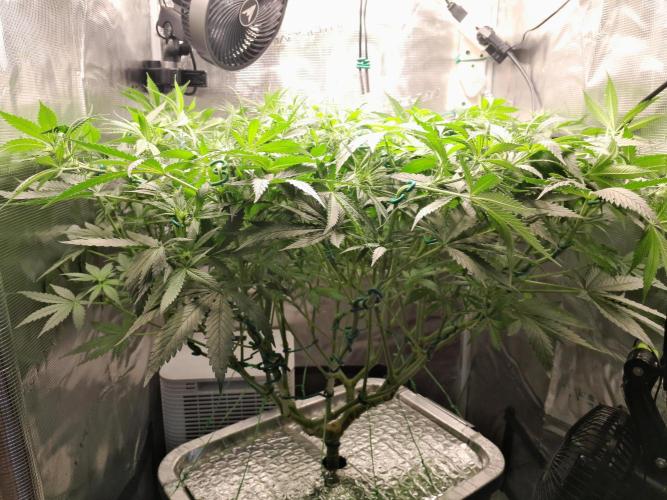 First DWC - BCN Critical XXL Fast. Week 10