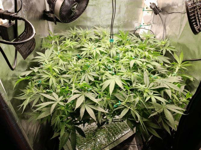 First DWC - BCN Critical XXL Fast. Week 10