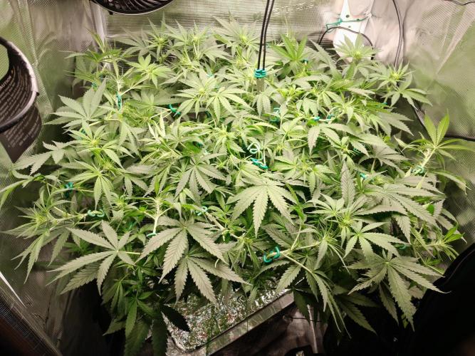 First DWC - BCN Critical XXL Fast. Week 10