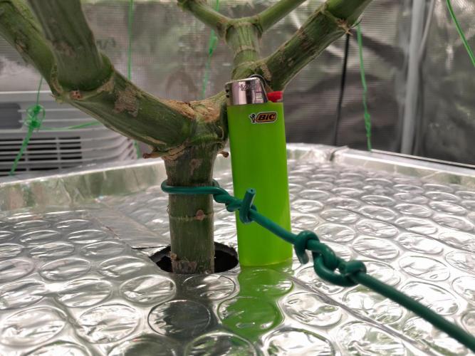 First DWC - BCN Critical XXL Fast. Week 10