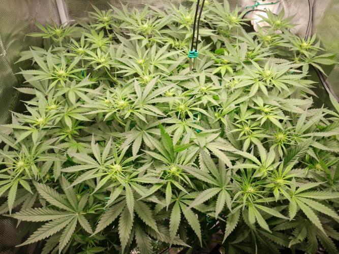 First DWC - BCN Critical XXL Fast. Week 10