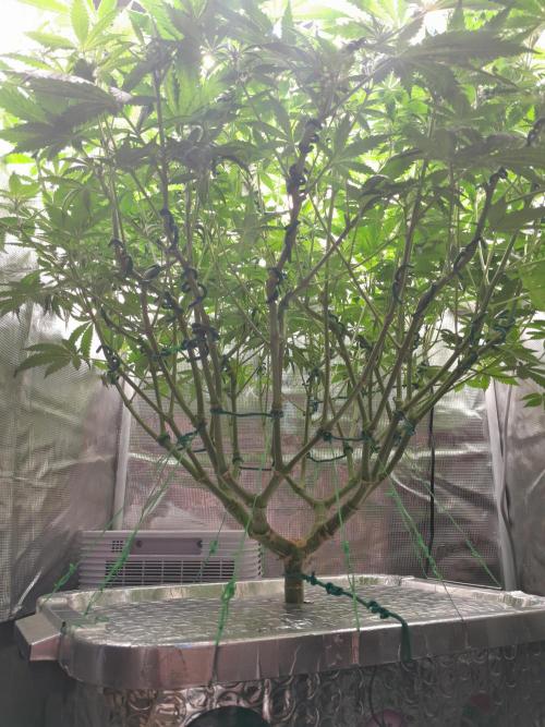 First DWC - BCN Critical XXL Fast. Week 10