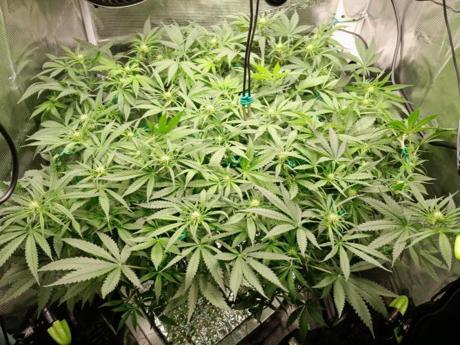 First DWC - BCN Critical XXL Fast. Week 10