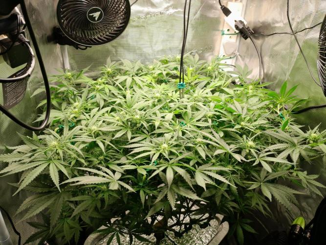 First DWC - BCN Critical XXL Fast. Week 10