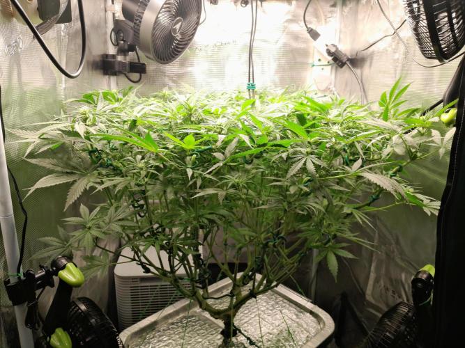 First DWC - BCN Critical XXL Fast. Week 10