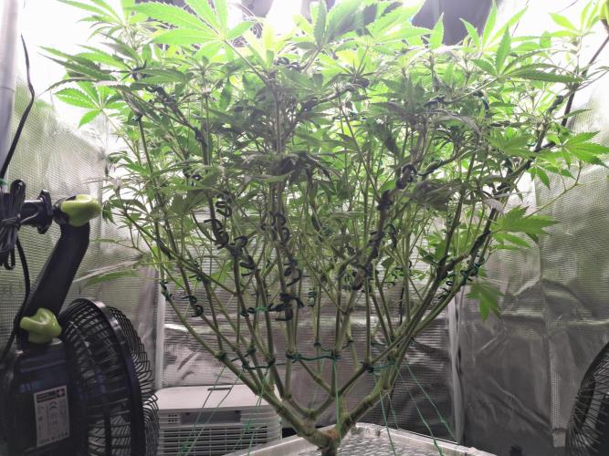 First DWC - BCN Critical XXL Fast. Week 10