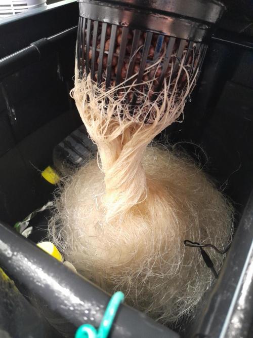 First DWC - BCN Critical XXL Fast. Week 10