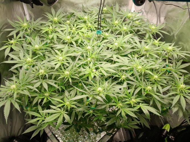 First DWC - BCN Critical XXL Fast. Week 10