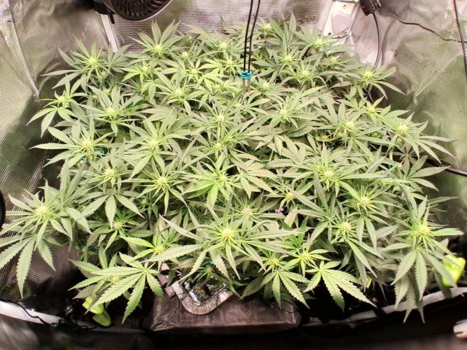 First DWC - BCN Critical XXL Fast. Week 10