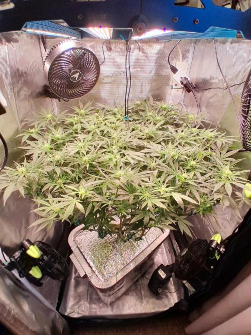 First DWC - BCN Critical XXL Fast. Week 10