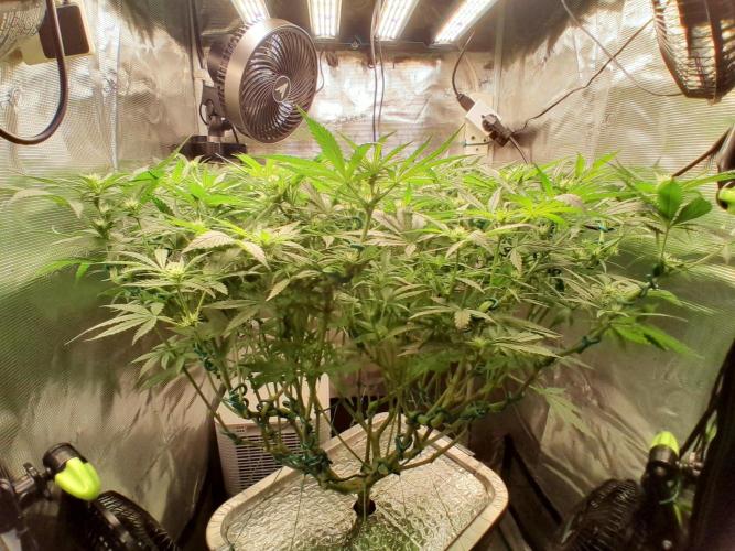 First DWC - BCN Critical XXL Fast. Week 10