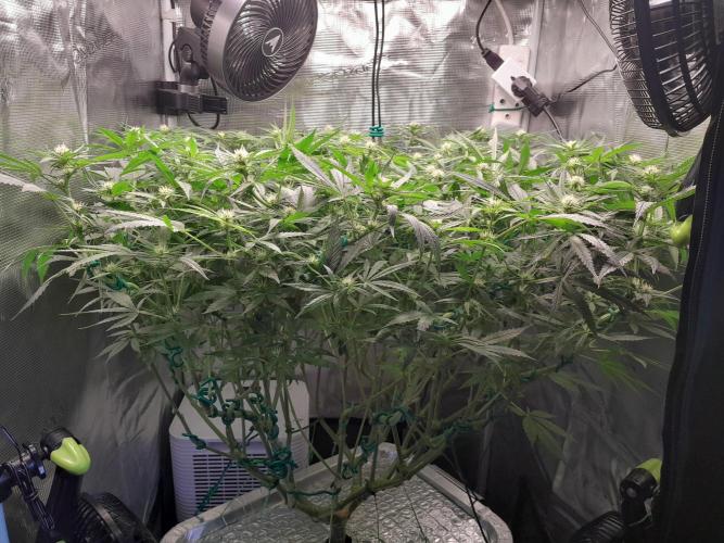 First DWC - BCN Critical XXL Fast. Week 10