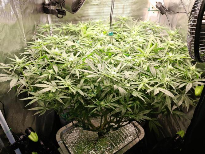 First DWC - BCN Critical XXL Fast. Week 10