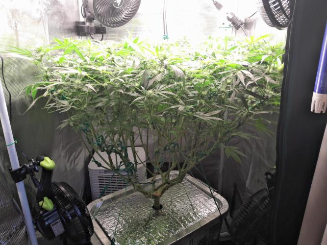 First DWC - BCN Critical XXL Fast. Week 10