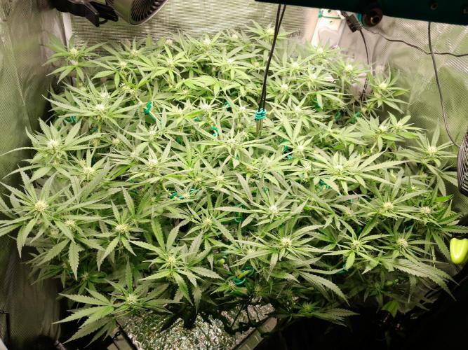 First DWC - BCN Critical XXL Fast. Week 10