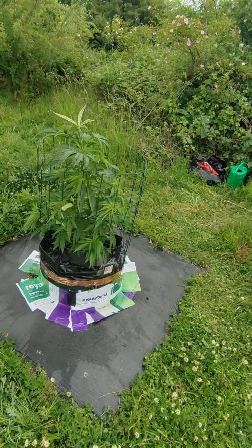 OUTDOOR GROW UK HUMBOLDT SEED