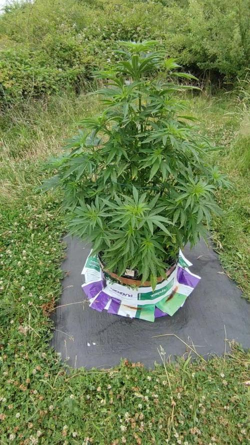 OUTDOOR/GUERILLA UK HUMBOLDT SEED