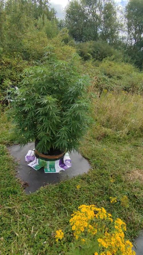 OUTDOOR/GUERILLA UK HUMBOLDT SEED