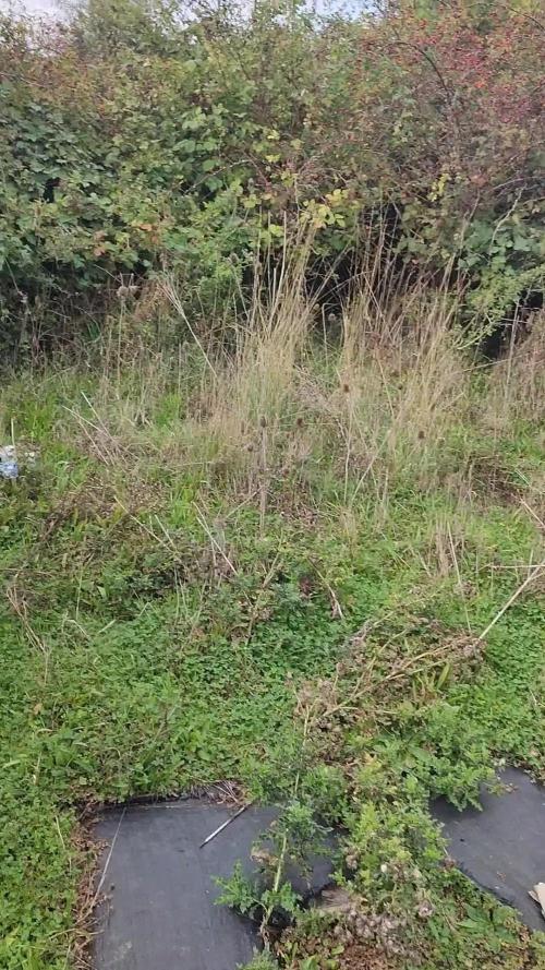 OUTDOOR/GUERILLA UK HUMBOLDT SEED