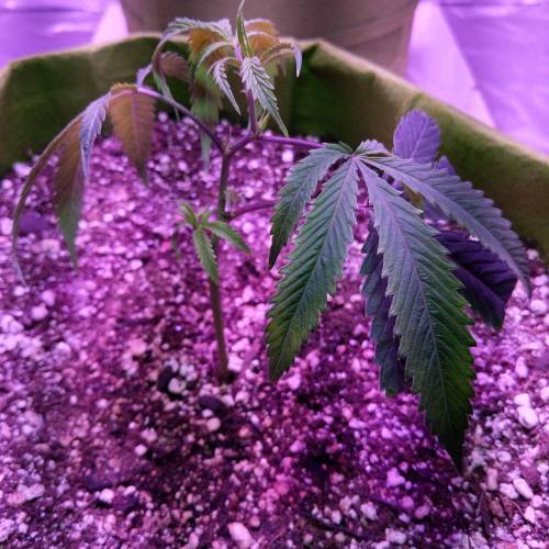 The Garden of Peace. Week 1 - Front