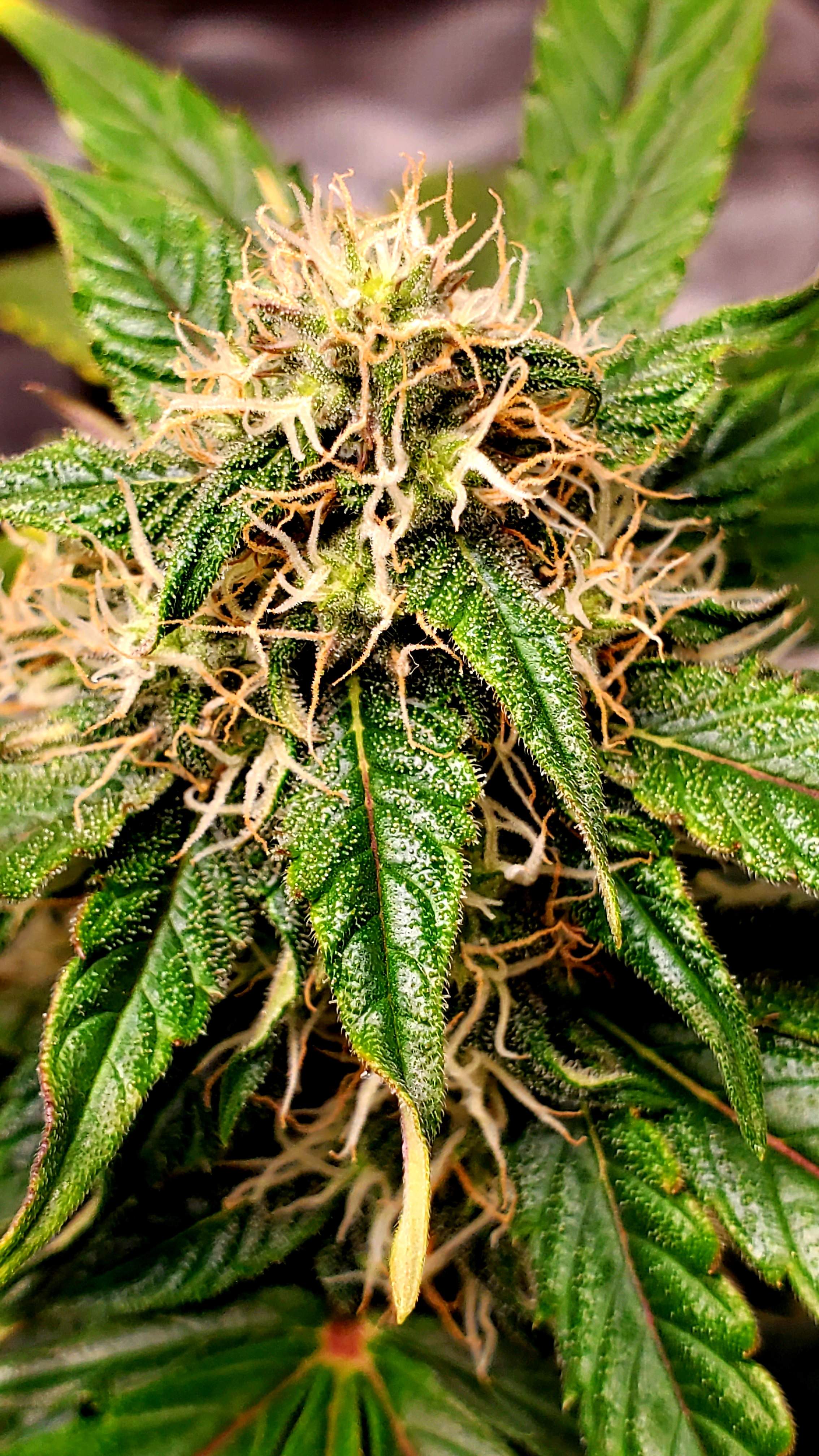 ILGM Gorilla Glue Autoflower, ILGM Gorilla Glue Autoflower grow journal