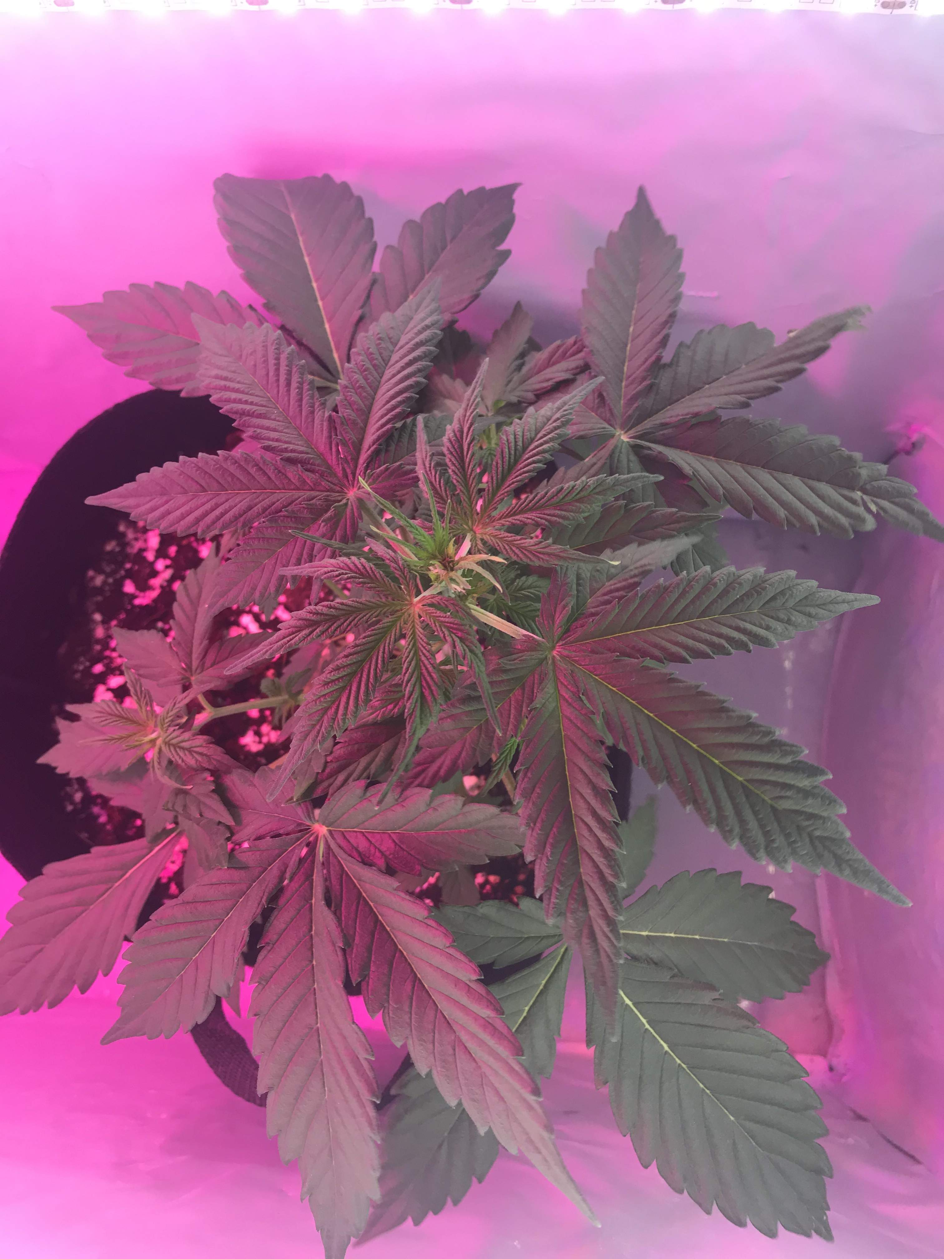 Barney's Farm Blueberry Cheese Auto grow diary (journal) week4 by
