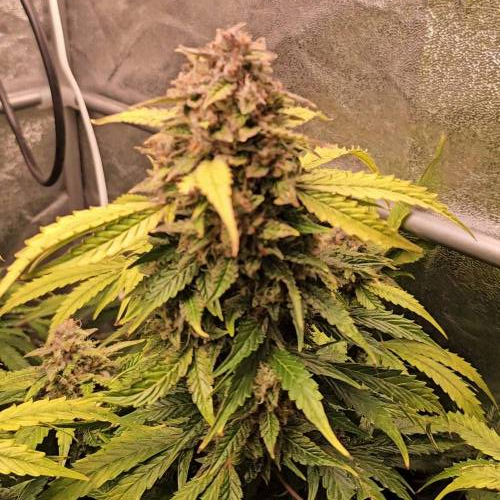 Strawberry Cola Auto by Exotic Seed