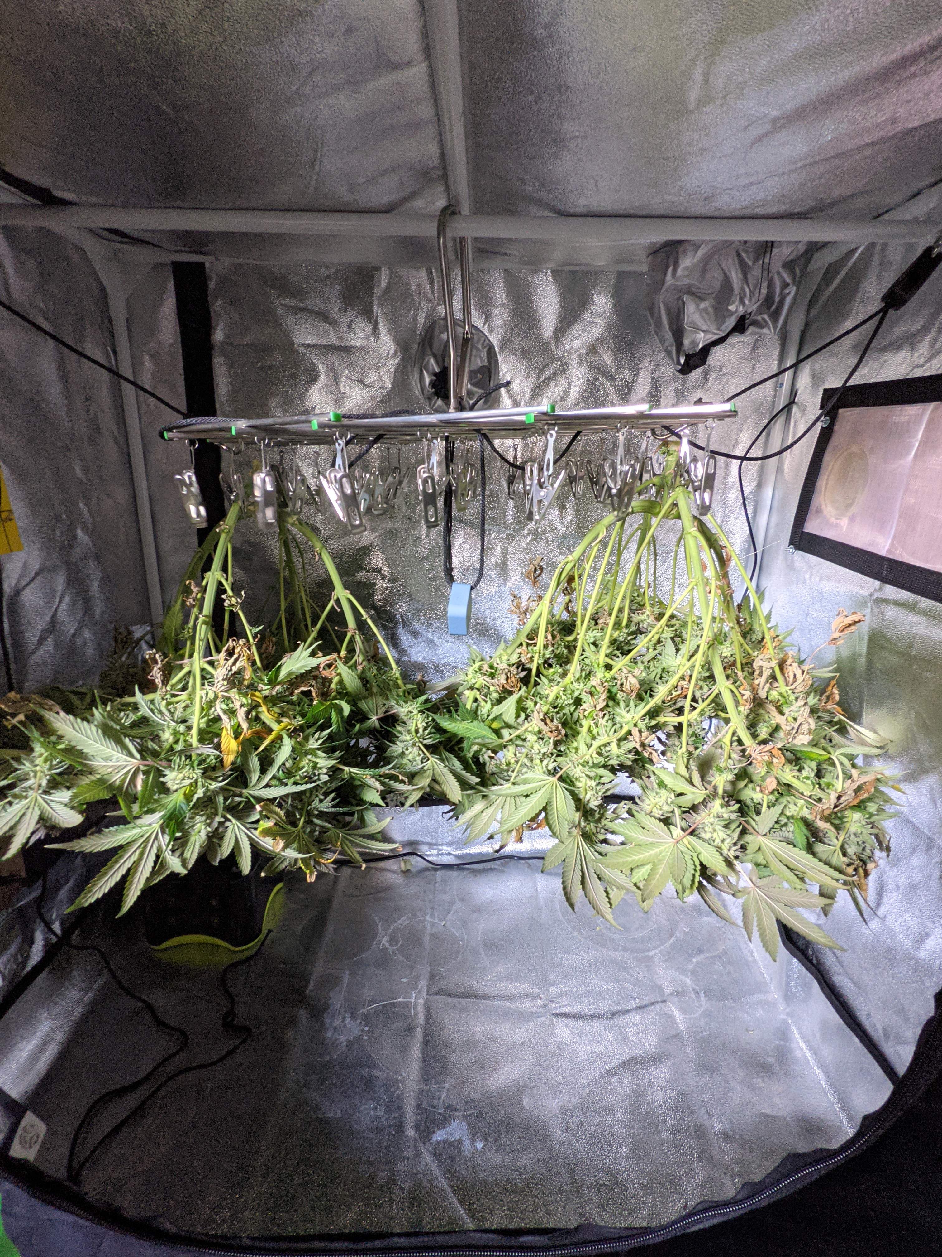 DNA Bakers Delight grow diary (journal) harvest14 by DrGanj