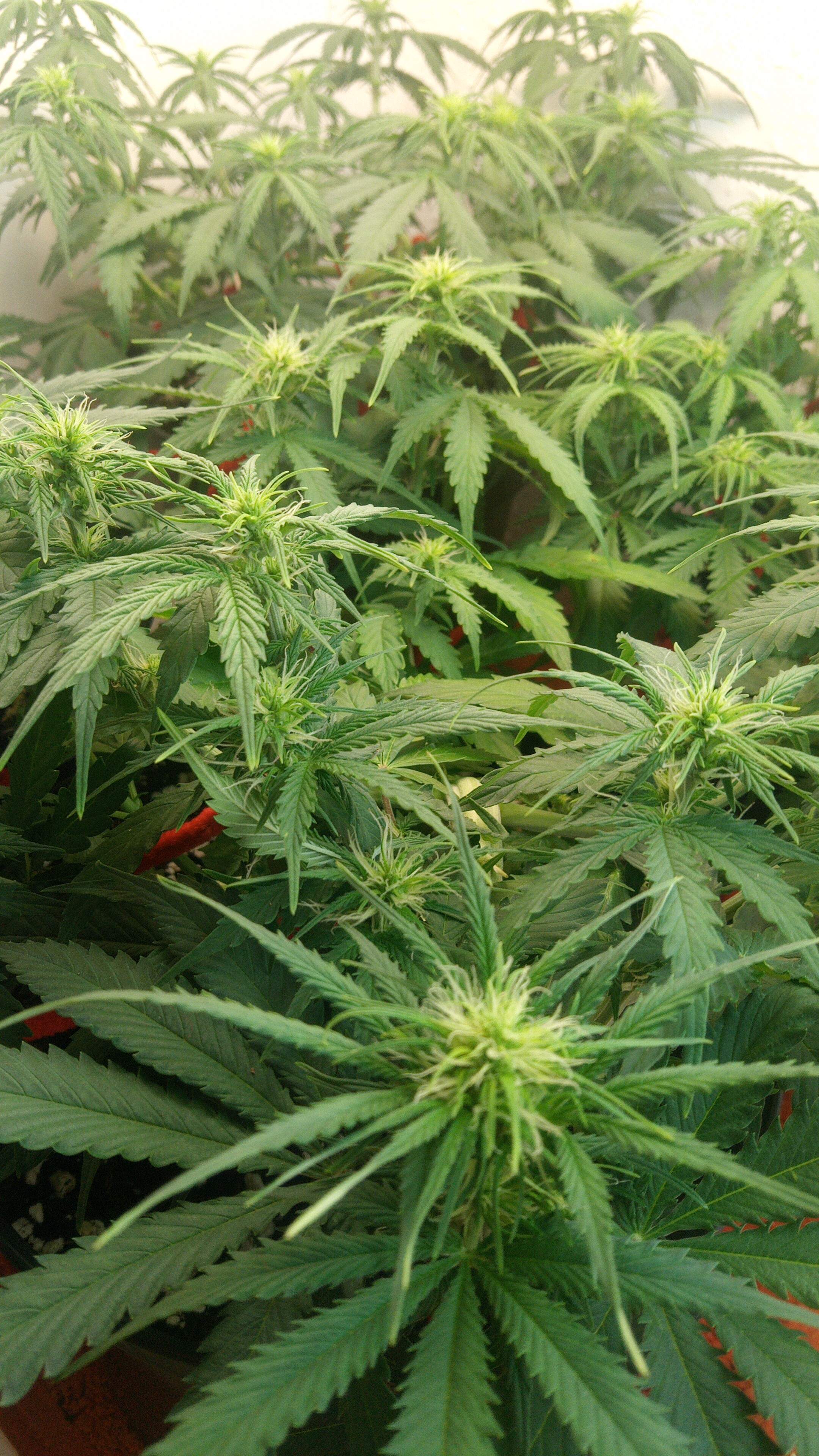 The Bakery Seed Co. Auto OG Kush grow diary (journal) week6 by