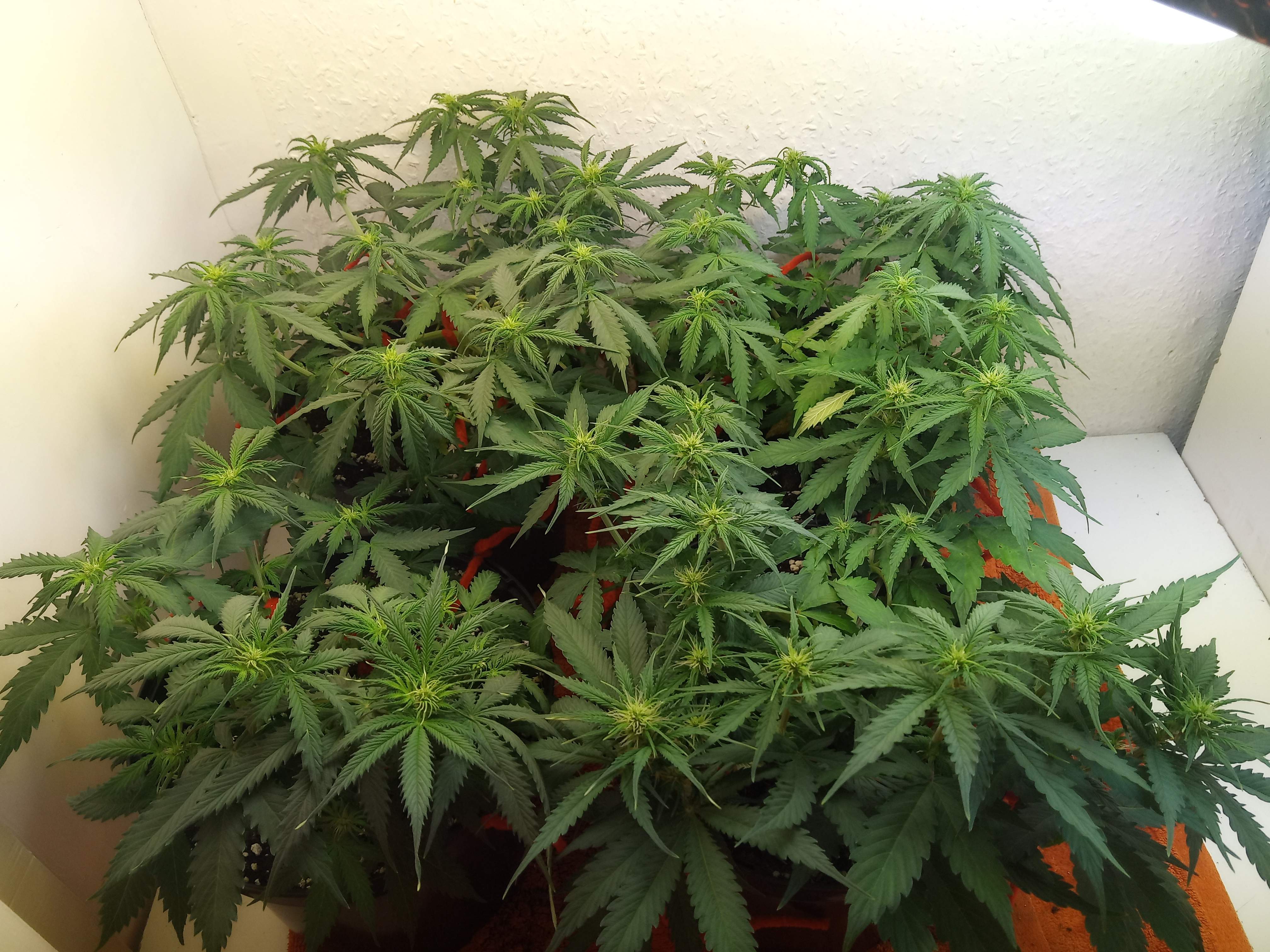 The Bakery Seed Co. Auto OG Kush grow diary (journal) week6 by