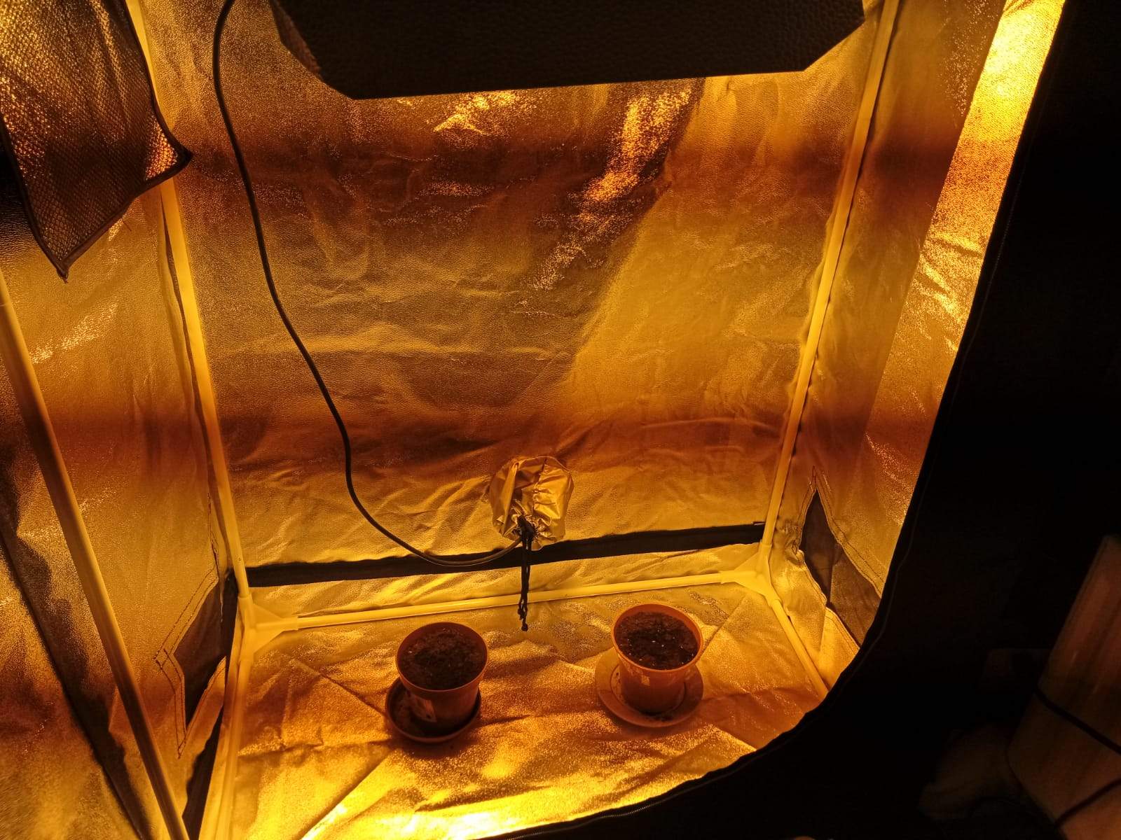 Barney's Farm Gorilla Zkittlez, Tastebudz Peanut Butter