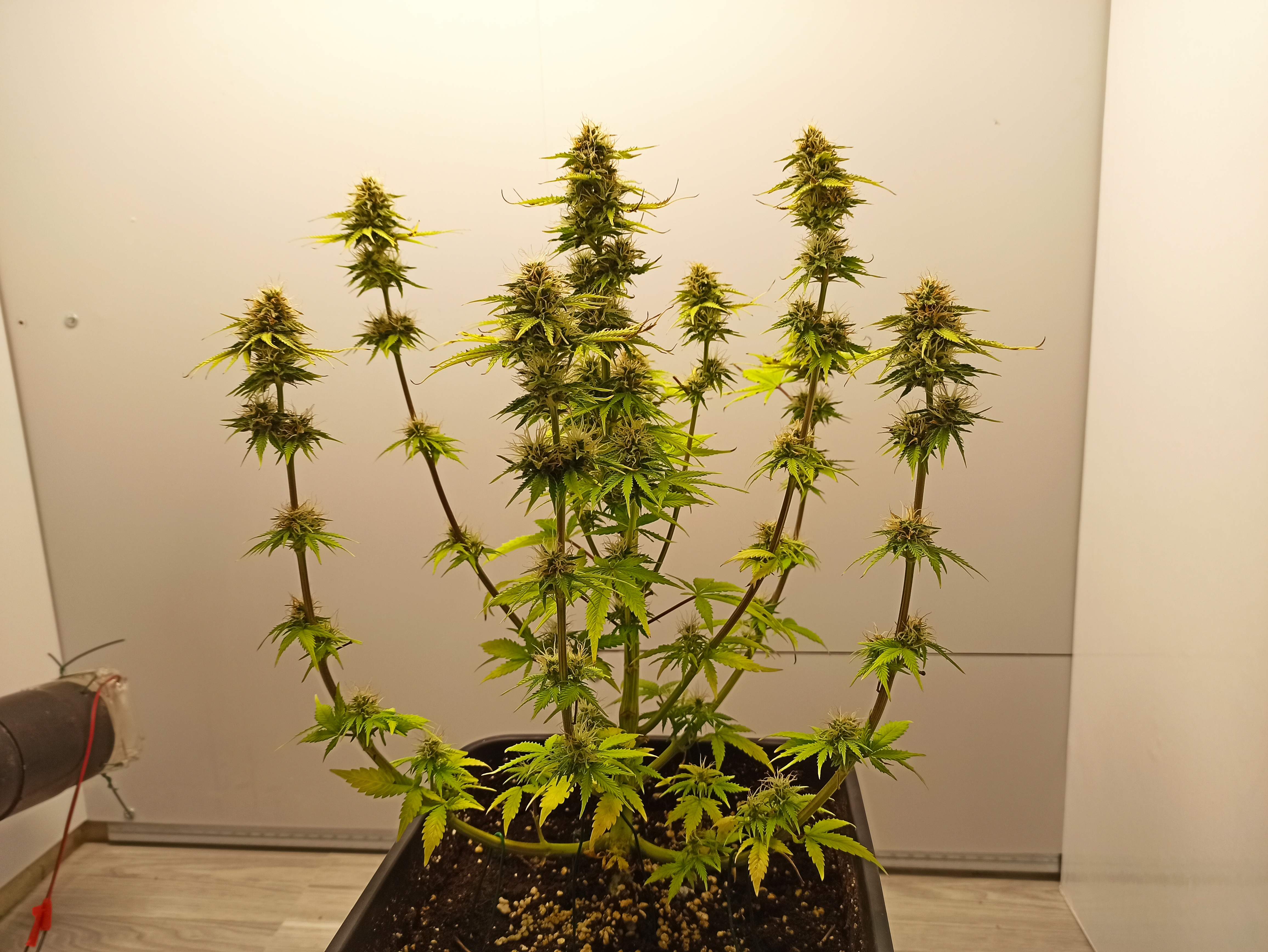 Barney's Farm Pineapple Express Auto grow diary (journal) week10 by