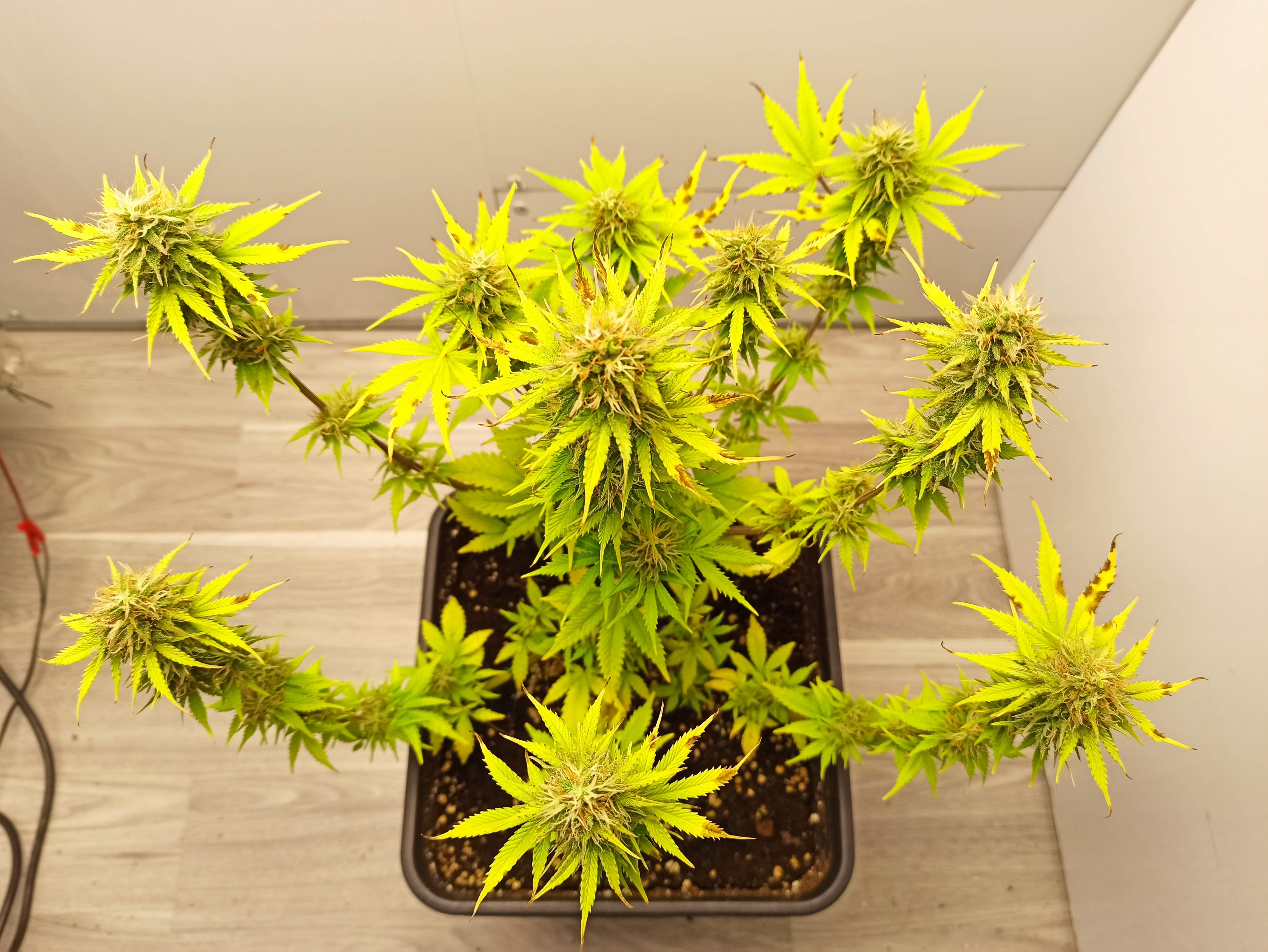 Barney's Farm Pineapple Express Auto grow diary (journal) week10 by