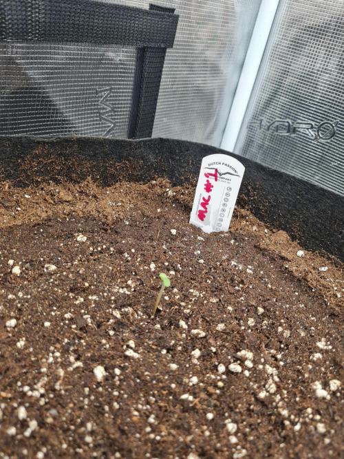 Auto Mac#1 & Auto oh my gushers. Week 0