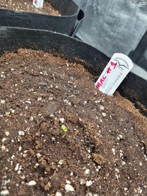 Auto Mac#1 & Auto oh my gushers. Week 0