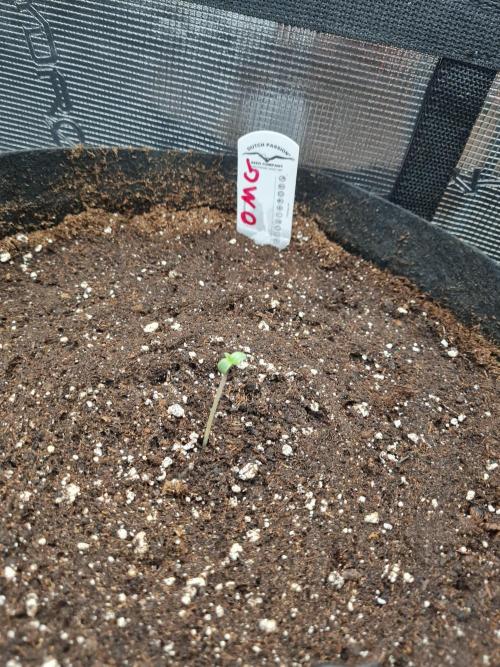 Auto Mac#1 & Auto oh my gushers. Week 0