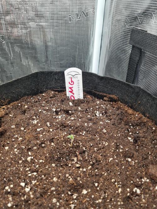 Auto Mac#1 & Auto oh my gushers. Week 0