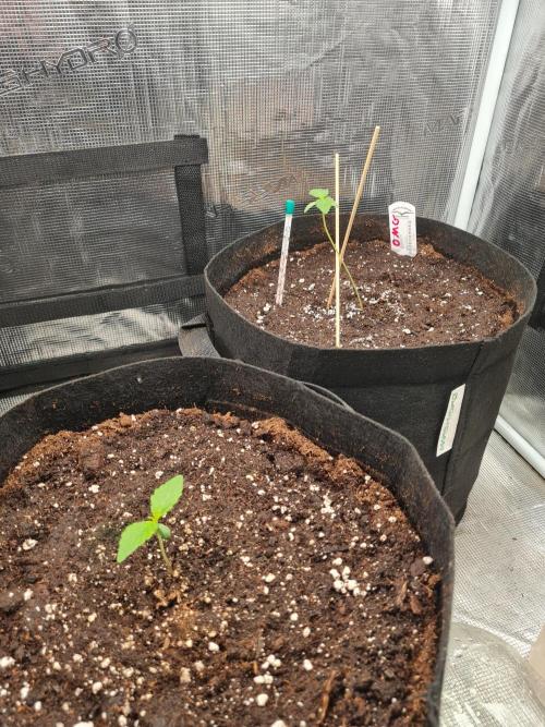 Auto Mac#1 & Auto oh my gushers. Week 1